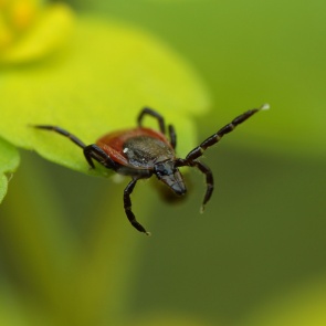 От нападения клещей впервые в этом году пострадали дети