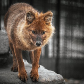 Красноярский зоопарк рассказал о жизни волчицы Гели, от которой год назад отказались родители