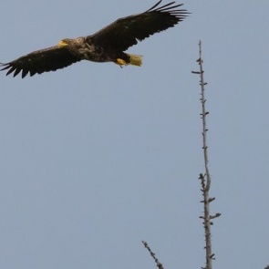 В Красноярский край прилетели редкие орланы и лебеди