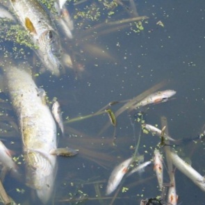 Экологи Назарово обеспокоены отравлением рыбы в реке Сереж