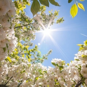 Жители Красноярского края и Хакасии в выходные насладятся жарой