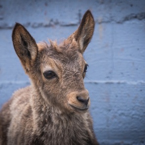 В «Роевом ручье» посетители до смерти закормили маленького козленка