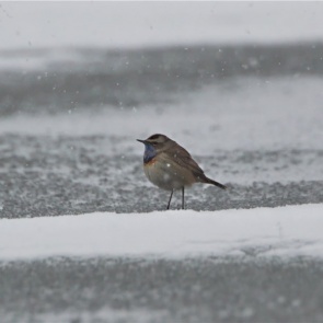 Ураганный ветер в Красноярском крае помешал редким птицам найти дорогу к своим гнездам на севере