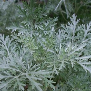 Натуральные удобрения с вашей грядки