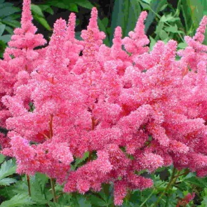 15 многолетников, которые цветут все лето