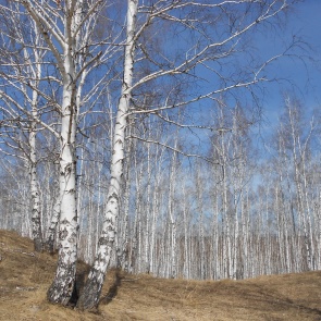 В Ачинском районе спасли заблудившуюся в лесу женщину