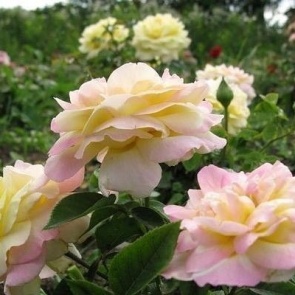 Размножение роз методом буррито — укоренение черенков в газете!