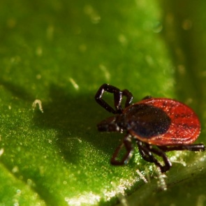 В период потепления усилилась активность клещей в Красноярском крае