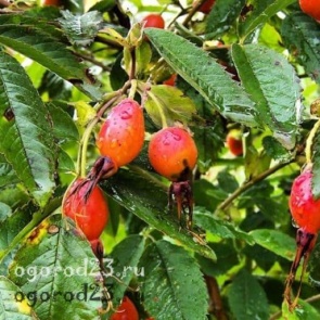 Шиповник: полезные свойства и противопоказания, советы и рекомендации