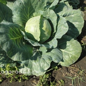 Капуста, выращивание и уход в открытом грунте — секреты и советы