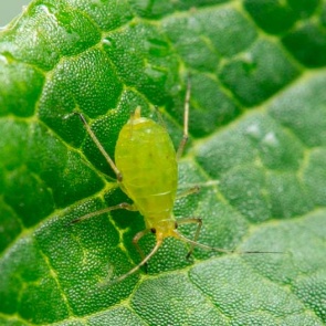 Тля в саду и огороде – как избавиться от вредителя быстро и без хлопот