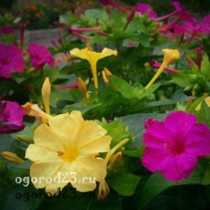 Мирабилис, посадка и уход, особенности выращивания в открытом грунте