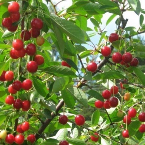 Садоводу на заметку!