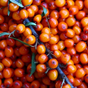 Облепиха — посадка и уход, правила, тонкости, выбор сорта