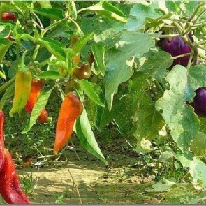 Перцы и баклажаны в одной теплице: как получить хороший урожай при совместном выращивании