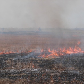 Больше половины лесных пожаров в Красноярском крае произошли из-за поджогов сухой травы