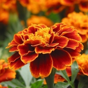 БАРХАТЦЫ - СЕЕМ ВЕЗДЕ!