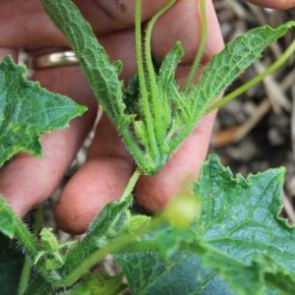 Почему важно ослеплять огурцы?