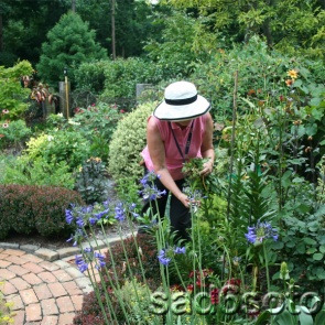 Июль – работы в саду