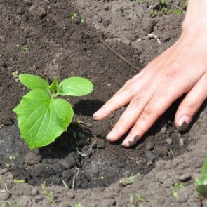 Как правильно поливать огурцы для хорошего урожая