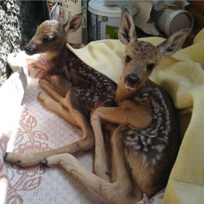 Иркутские туристы вынесли с красноярских «Столбов» новорожденных оленят. Оштрафуют за браконьерство