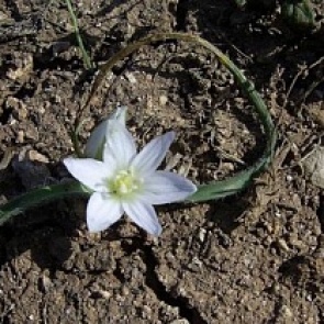 5 ответов на вопрос о том, как спасти огород от засухи