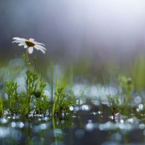 Первая половина рабочей недели будет прохладной и дождливой