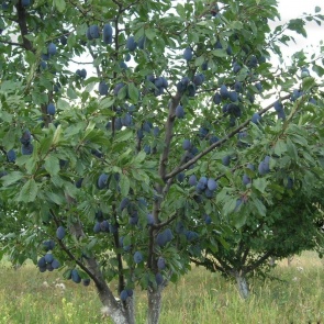 Болезни сливы – фото, описания, способы лечения