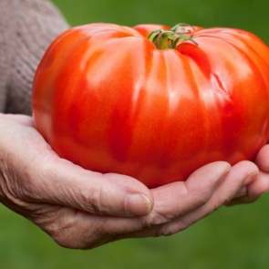 ЧТОБЫ ТОМАТЫ БЫЛИ КРУПНЕЕ