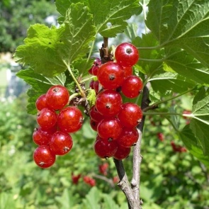 КАК ЗАЩИТИТЬ КРАСНУЮ СМОРОДИНУ ОТ БОЛЕЗНЕЙ И ВРЕДИТЕЛЕЙ