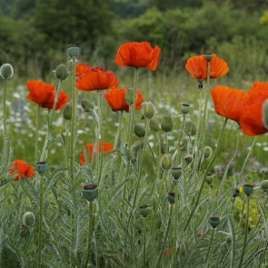 Полицейские Ачинска проводят оперативно-профилактическую операцию «Мак»