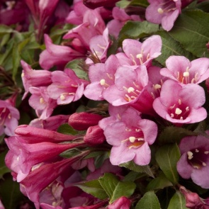 Вейгела, фото и описание кустарника, сорта, посадка, уход, размножение