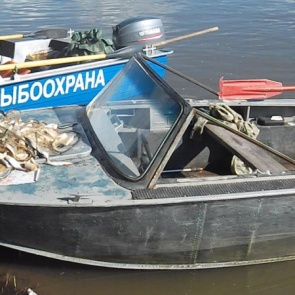 В Красноярском крае браконьеры поймали в сети рыбы на 350 тысяч