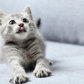 Автоледи спасла котёнка на красноярском Октябрьском мосту