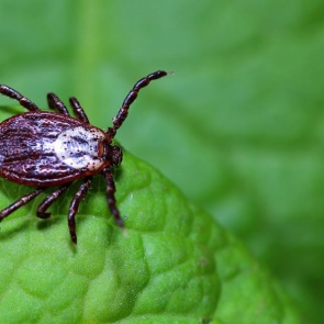 В середине лета жители Красноярска и края реже встречались с клещами