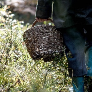 Спасатели вывели из леса пропавшего грибника. Он провел там четверо суток