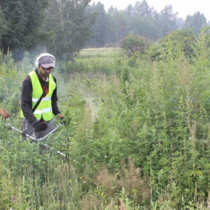 В Ачинске полицейские уничтожили 4 га наркотикосодержащих растений