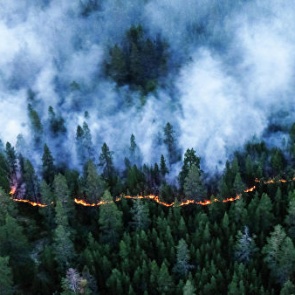 В Красноярском крае из-за пожаров объявлен режим ЧС