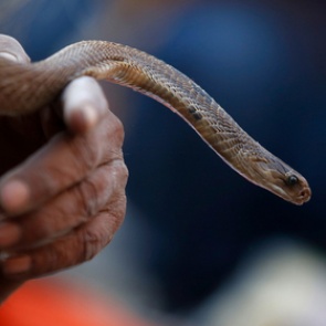 Змея погибла после укуса пьяного человека