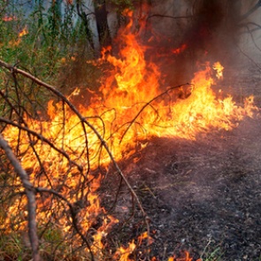 Пожарный заблудился в горящем лесу Эвенкии: ищут со вчерашнего дня