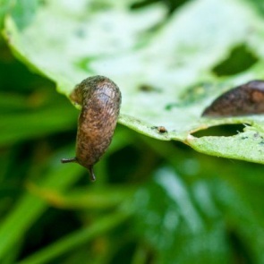 Как избавиться от слизней в доме и в саду