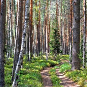 Ачинцам запрещено посещать лесные массивы в «красной зоне» ЧП