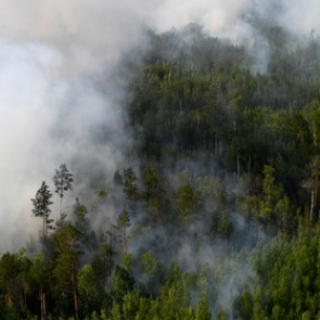 Подсчитан урон животному миру от лесных пожаров в Сибири