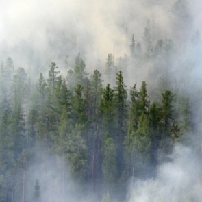 Сибирские лесные пожары впервые сократились