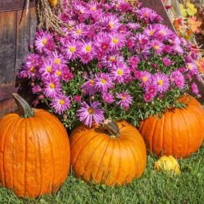 Когда убирать тыкву