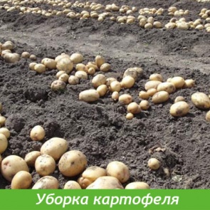 Когда начинать копать картошку?