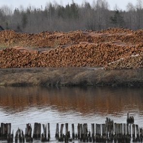 Россия задумалась о запрете поставок леса в Китай