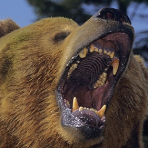 Медведь загрыз композитора в Канаде