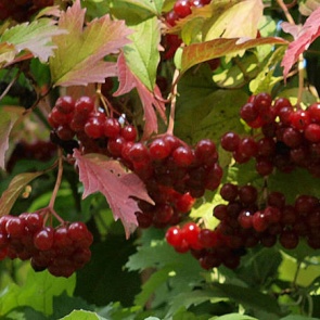 Калина обыкновенная: полезные свойства и применение