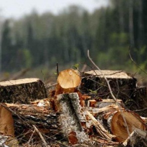 В Хакасии вырубили кедры на 100 млн. Возбуждено уголовное дело